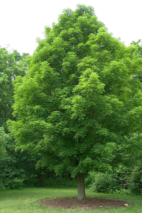  Native Red Maple Tree (Acer Rubrum) - 3 Pack Of 1.5 Quart Pots
