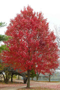  Native Red Maple Tree (Acer Rubrum) - 3 Gallon Pot