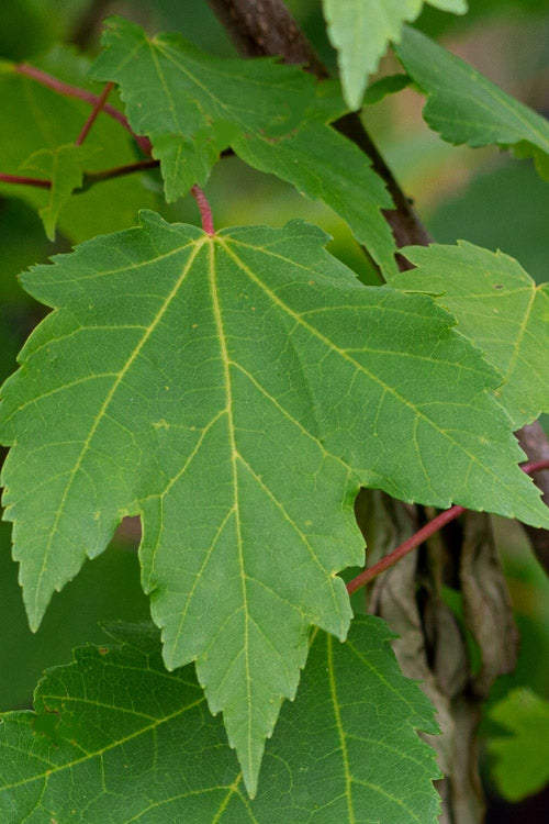  Native Red Maple Tree (Acer Rubrum) - 1 Gallon Pot