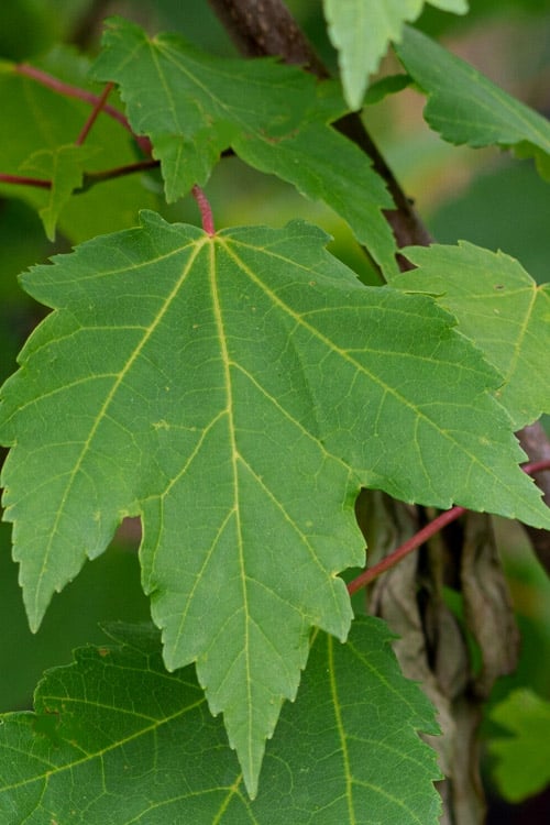  Native Red Maple Tree (Acer Rubrum) - 3 Pack Of 1.5 Quart Pots