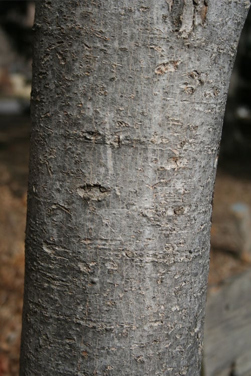  Native Red Maple Tree (Acer Rubrum) - 3 Pack Of 1.5 Quart Pots