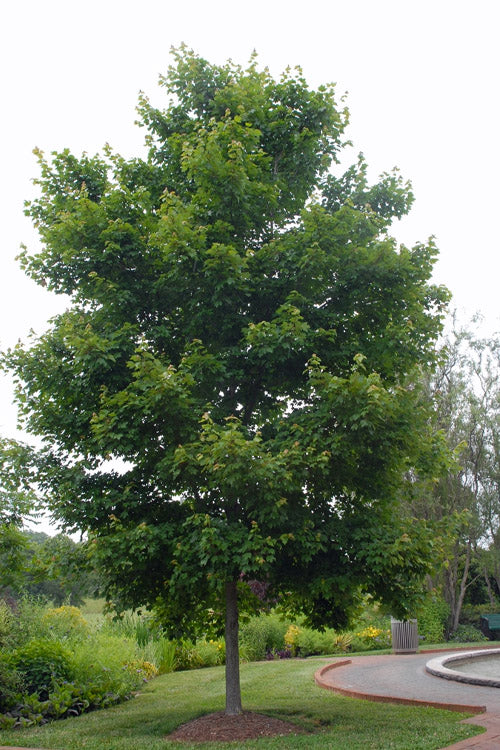  Native Red Maple Tree (Acer Rubrum) - 3 Gallon Pot