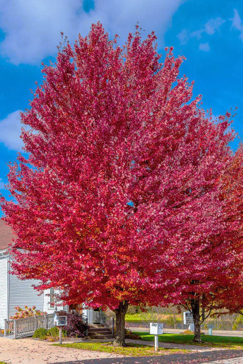  Native Red Maple Tree (Acer Rubrum) - 1 Gallon Pot
