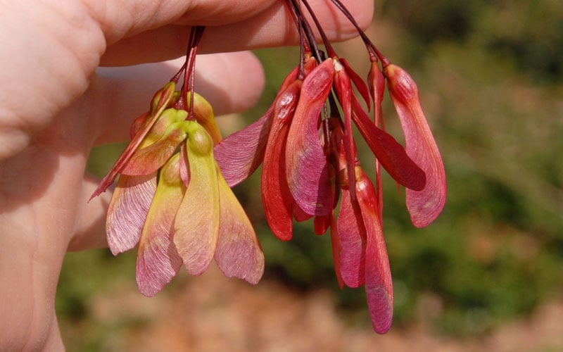  Native Red Maple Tree (Acer Rubrum) - 3 Pack Of 1.5 Quart Pots