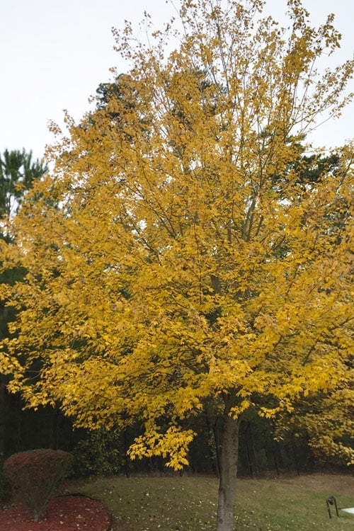  Native Red Maple Tree (Acer Rubrum) - 3 Pack Of 1.5 Quart Pots