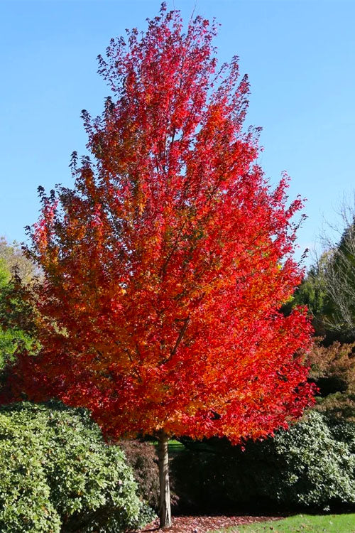  Sun Valley Red Maple Tree - 3 Gallon Pot