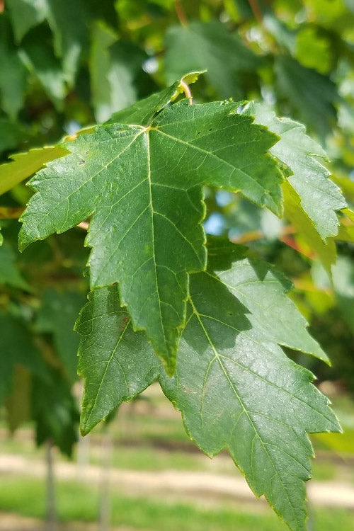  Sun Valley Red Maple Tree - 7 Gallon Pot (6-7')