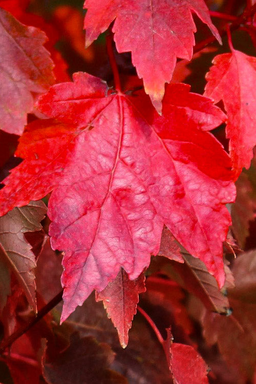  Sun Valley Red Maple Tree - 7 Gallon Pot (6-7')