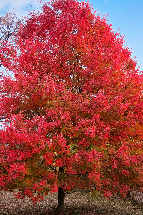  Sun Valley Red Maple Tree - 3 Gallon Pot