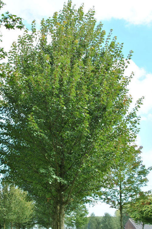  Sun Valley Red Maple Tree - 7 Gallon Pot (6-7')