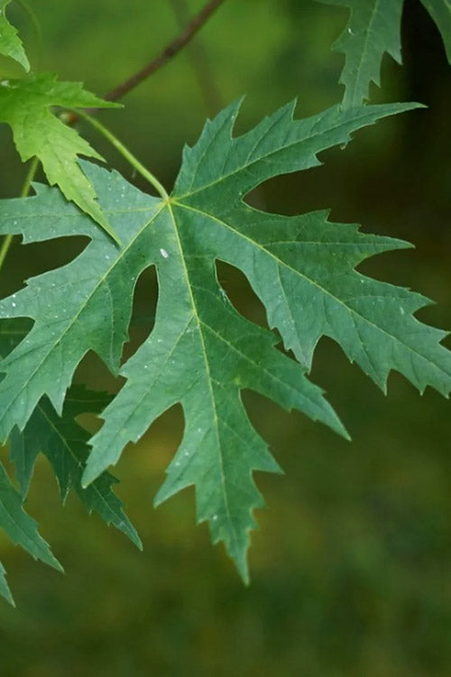  Silver Maple Tree (Acer Saccharinum) - 3 Gallon Pot