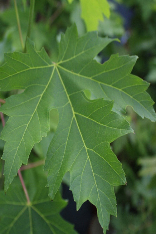  Silver Maple Tree (Acer Saccharinum) - 3 Pack Of 1.5 Quart Pots