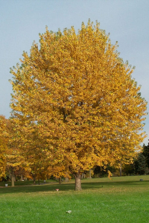  Silver Maple Tree (Acer Saccharinum) - 1 Gallon Pot