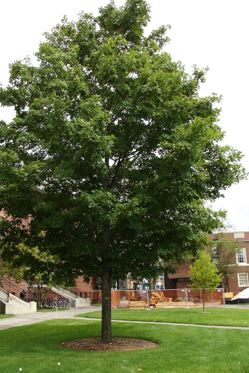  Silver Maple Tree (Acer Saccharinum) - 3 Pack Of 1.5 Quart Pots