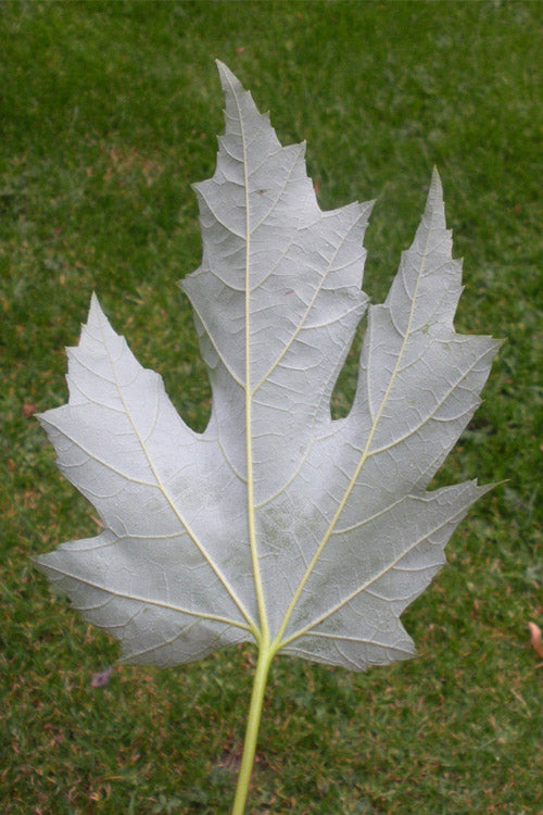  Silver Maple Tree (Acer Saccharinum) - 3 Pack Of 1.5 Quart Pots