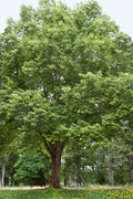  Silver Maple Tree (Acer Saccharinum) - 3 Gallon Pot