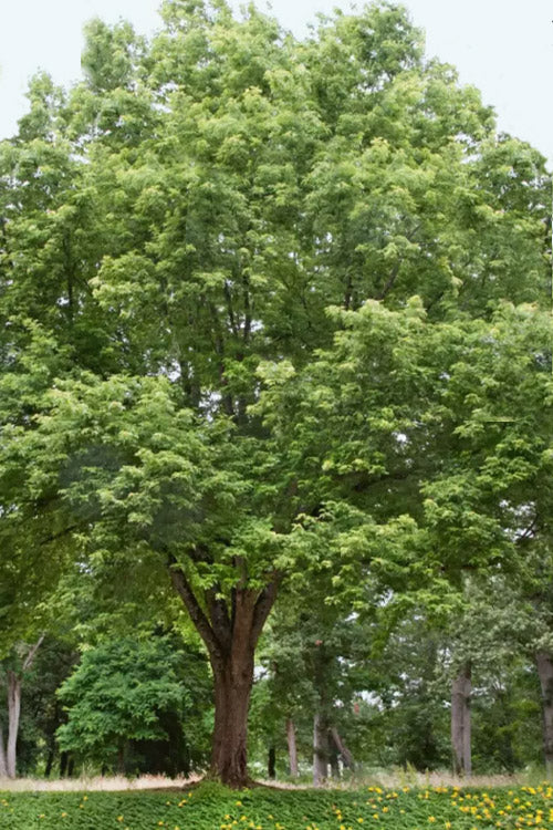  Silver Maple Tree (Acer Saccharinum) - 3 Pack Of 1.5 Quart Pots