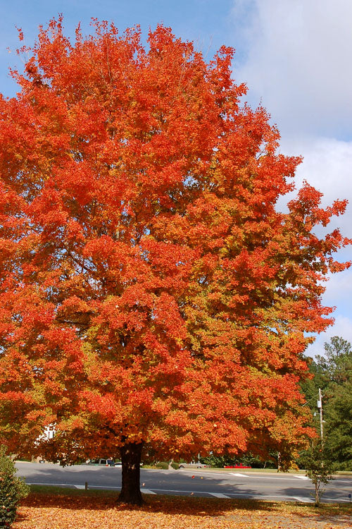  Legacy Sugar Maple Tree - 7 Gallon Pot (6-7')