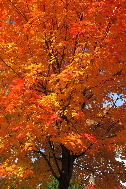  Legacy Sugar Maple Tree - 7 Gallon Pot (6-7')