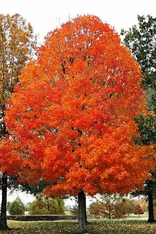  Legacy Sugar Maple Tree - 7 Gallon Pot (6-7')