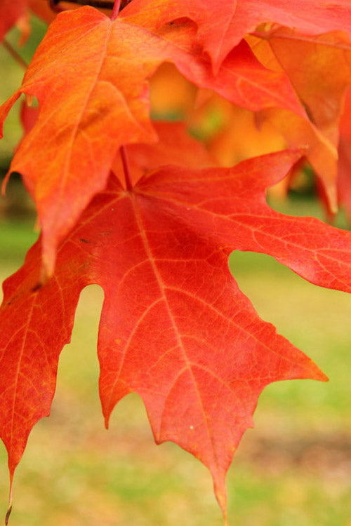  Legacy Sugar Maple Tree - 7 Gallon Pot (6-7')