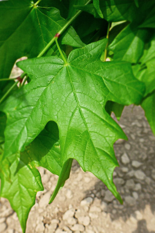  Legacy Sugar Maple Tree - 7 Gallon Pot (6-7')
