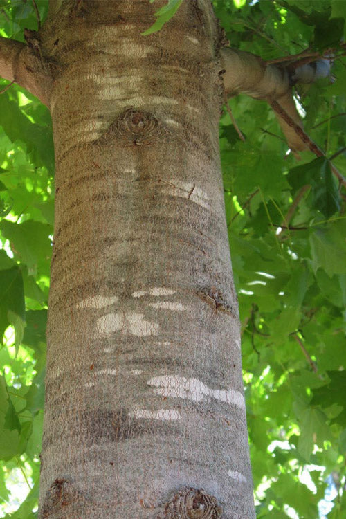  Legacy Sugar Maple Tree - 7 Gallon Pot (6-7')