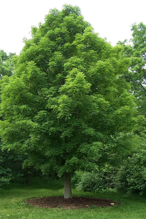  Legacy Sugar Maple Tree - 7 Gallon Pot (6-7')