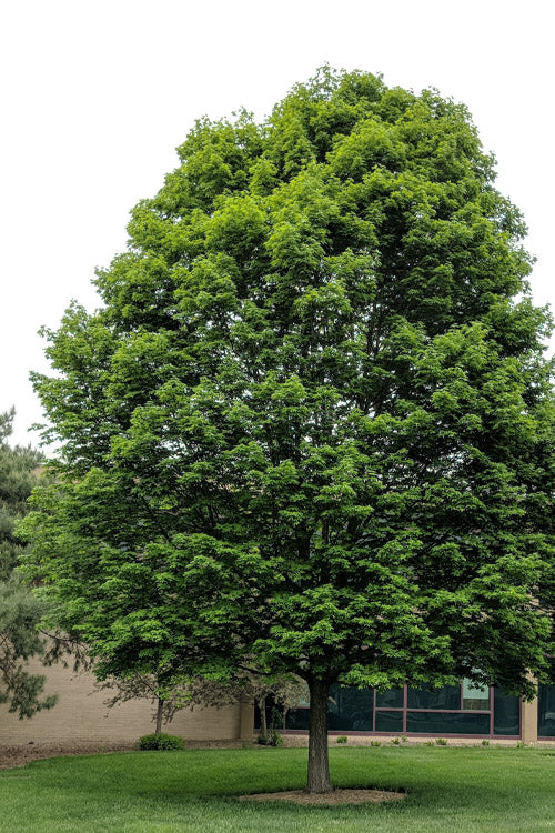  Legacy Sugar Maple Tree - 7 Gallon Pot (6-7')
