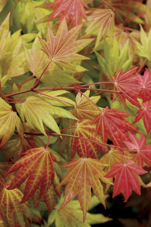  Moonrise Full Moon Japanese Maple - 5 Gallon Pot
