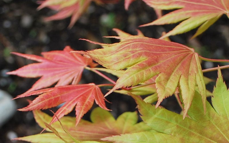  Moonrise Full Moon Japanese Maple - 5 Gallon Pot