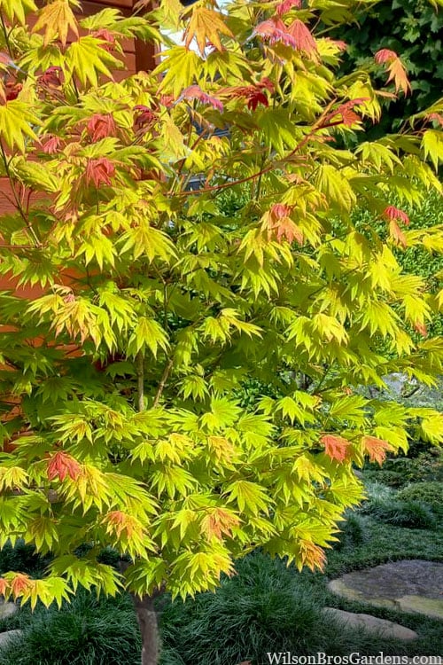  Moonrise Full Moon Japanese Maple - 5 Gallon Pot