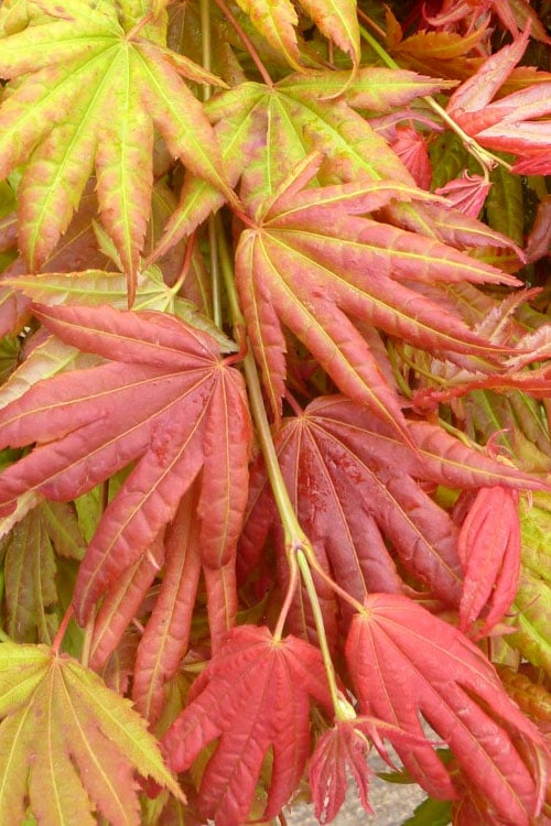  Moonrise Full Moon Japanese Maple - 5 Gallon Pot
