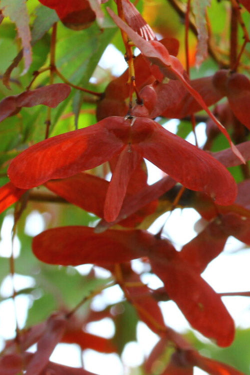  Red Dawn Full Moon Japanese Maple - 2 Gallon Pot