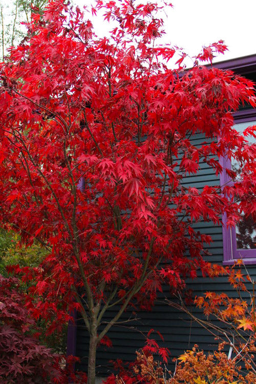 Red Dawn Full Moon Japanese Maple - 2 Gallon Pot