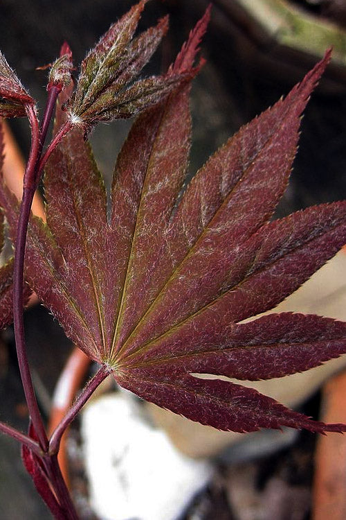  Red Dawn Full Moon Japanese Maple - 2 Gallon Pot