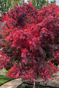  Red Dawn Full Moon Japanese Maple - 2 Gallon Pot