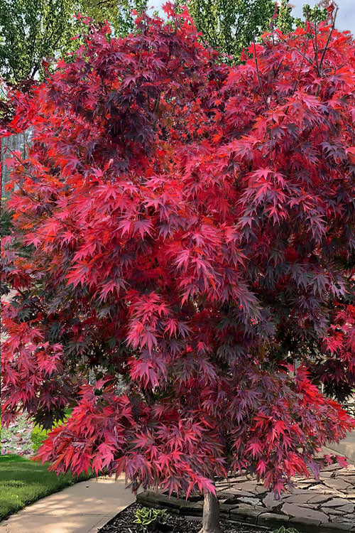  Red Dawn Full Moon Japanese Maple - 2 Gallon Pot