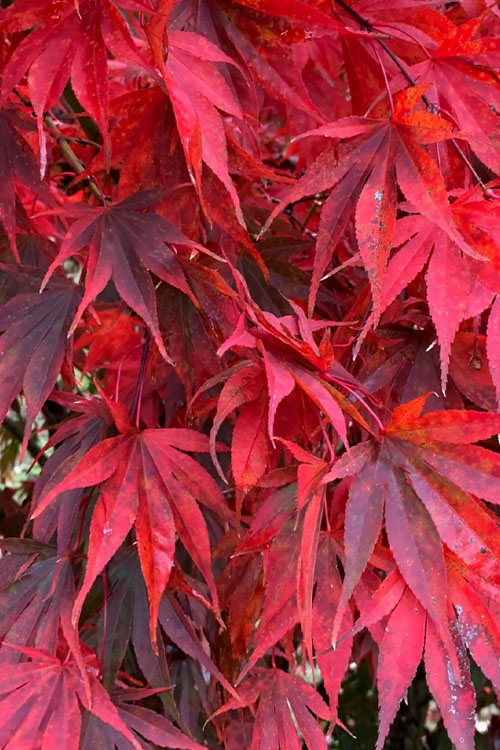  Red Dawn Full Moon Japanese Maple - 2 Gallon Pot