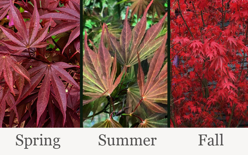  Red Dawn Full Moon Japanese Maple - 2 Gallon Pot