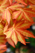  Sunny Golden Full Moon Japanese Maple (Acer Shirasawanum) - 3 Gallon Pot