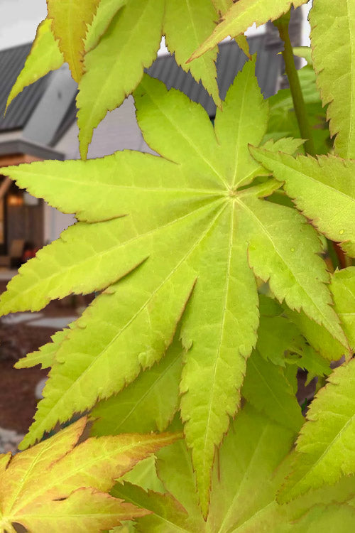  Sunny Golden Full Moon Japanese Maple (Acer Shirasawanum) - 3 Gallon Pot