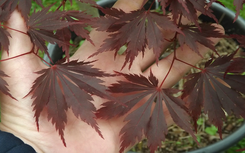  Yasemin Full Moon Japanese Maple - 5 Gallon Pot