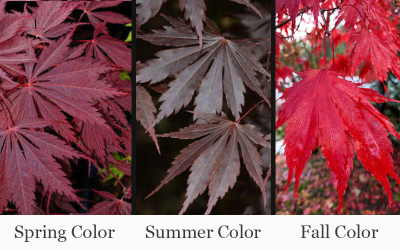  Yasemin Full Moon Japanese Maple - 5 Gallon Pot