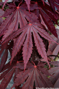  Yasemin Full Moon Japanese Maple - 5 Gallon Pot