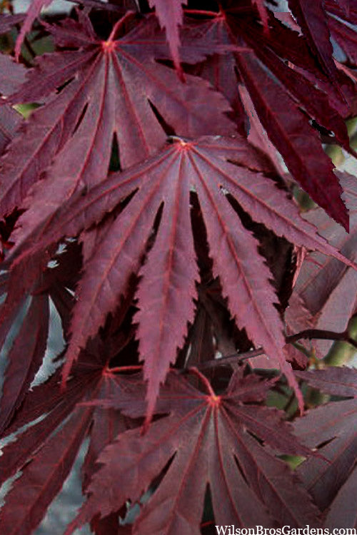  Yasemin Full Moon Japanese Maple - 5 Gallon Pot