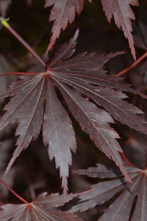  Yasemin Full Moon Japanese Maple - 5 Gallon Pot