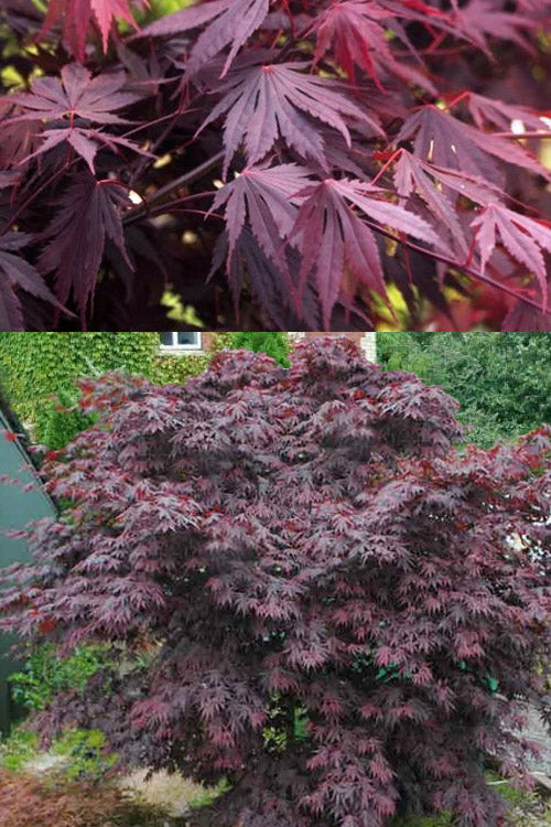 Yasemin Full Moon Japanese Maple - 5 Gallon Pot