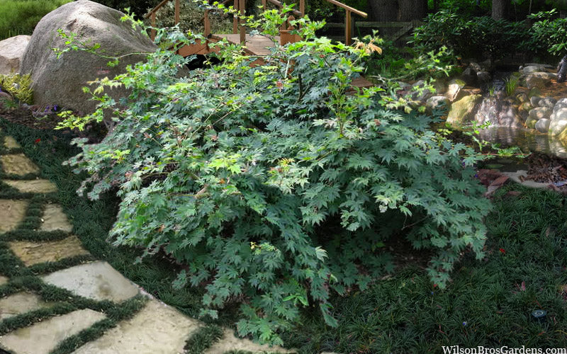  Seki No Kegon Weeping Japanese Maple - 3 Gallon Pot (3-4')