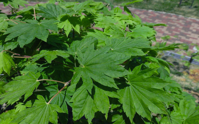  Seki No Kegon Weeping Japanese Maple - 3 Gallon Pot (3-4')